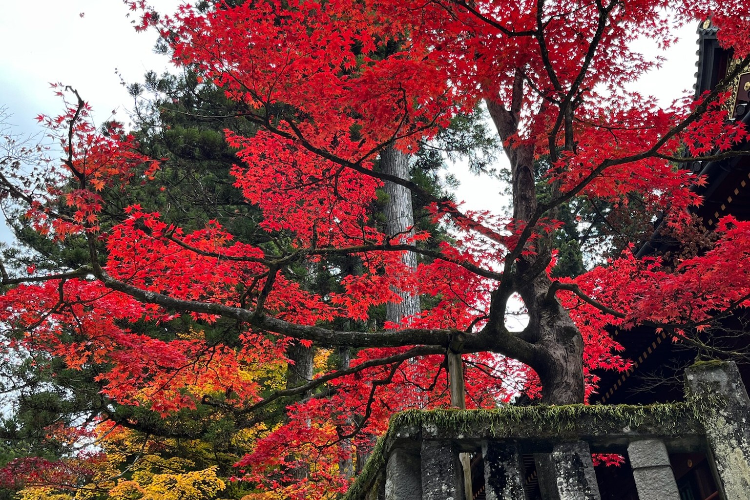 Hojas de otoño en jardín japonés